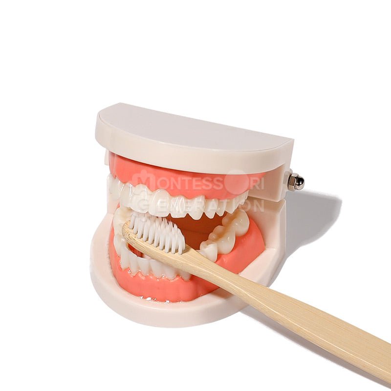 A plastic model of human teeth, with the lower and upper teeth visible. A bamboo toothbrush is positioned in front of the model, bristles facing the teeth as if demonstrating kids brushing techniques. The background is white, and the well-lit Montessori Brushing Teeth by InvenToy highlights proper dental care for children.