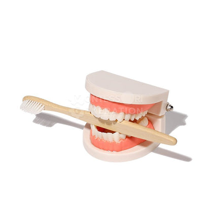 A teeth model of a human mouth with a set of upper and lower teeth, holding a wooden toothbrush. The mouth model is slightly open, allowing the toothbrush to rest horizontally between the teeth. This setup is perfect for teaching kids brushing techniques. The background is plain white. The product is called "Montessori Brushing Teeth" by InvenToy.