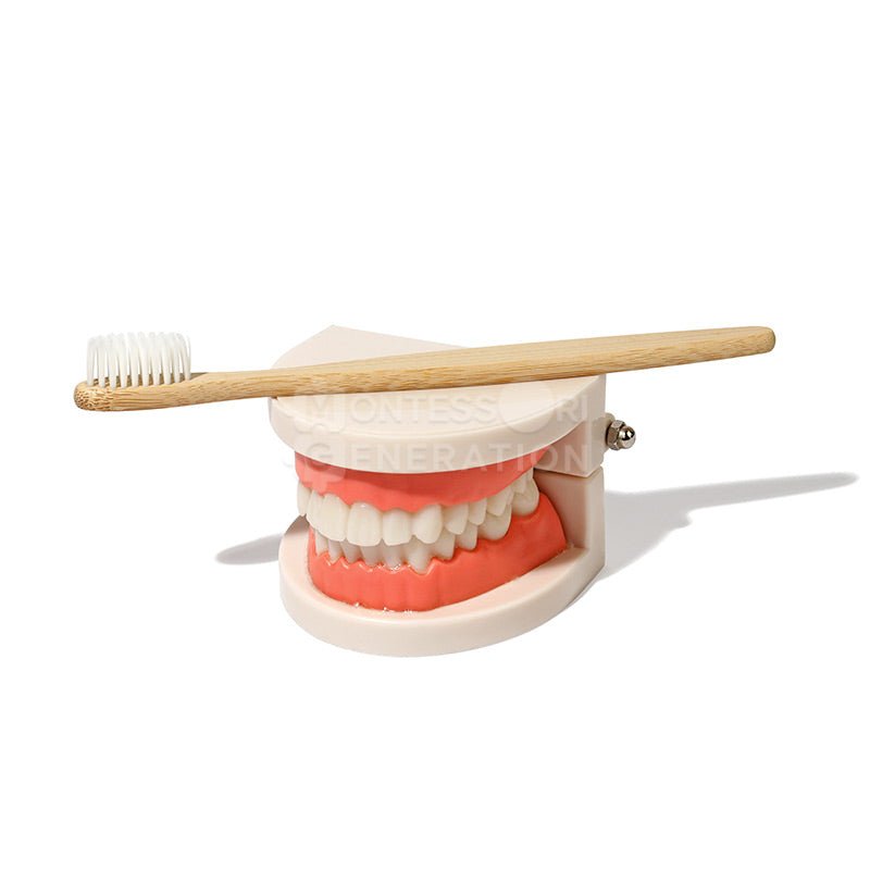 A teeth model is displayed with a wooden toothbrush positioned horizontally across the top of the model, both items placed on a white background, perfect for teaching kids brushing techniques using the Montessori Brushing Teeth set by InvenToy.