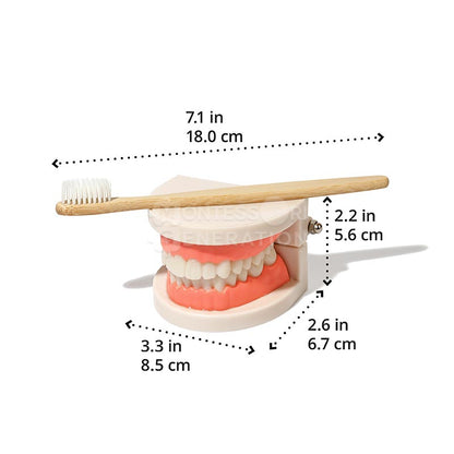 A detailed teeth model of human gums and teeth is displayed, with a Montessori Brushing Teeth by InvenToy resting on top. The dimensions of the dental model and toothbrush are provided in both inches and centimeters, with the toothbrush measuring 7.1 inches in length—perfect for teaching kids brushing techniques.