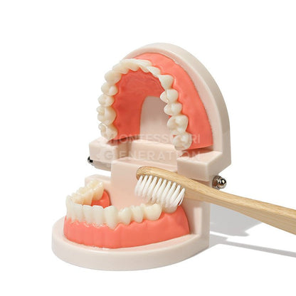 A dental model of human teeth and gums is shown with an open mouth. The InvenToy Montessori Brushing Teeth bamboo toothbrush is positioned near the lower front teeth, as if someone is brushing the model's teeth, demonstrating kids brushing techniques. The background is plain white.