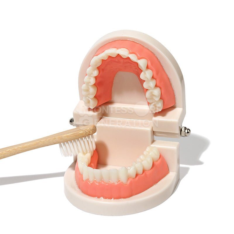 A dental model showing the upper and lower teeth is being brushed with the Montessori Brushing Teeth by InvenToy. The teeth model has pink gums and is partially open, allowing a clear view of the teeth. This setup can be used to teach kids brushing techniques effectively as the toothbrush is angled to clean the surface of the lower teeth.