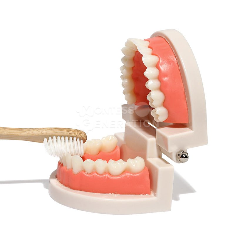 The Montessori Brushing Teeth by InvenToy demonstrates kids brushing techniques on a teeth model featuring an open mouth with visible teeth and gums. The dental model, set against a white background, showcases both the upper and lower jaws.