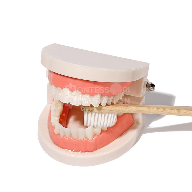 A dental model with an open mouth displaying teeth is being brushed with a Montessori Brushing Teeth toothbrush from InvenToy. The upper and lower teeth are visible, and the Montessori Brushing Teeth toothbrush is positioned against the lower set of teeth, showcasing effective kids brushing techniques. The background is plain white.