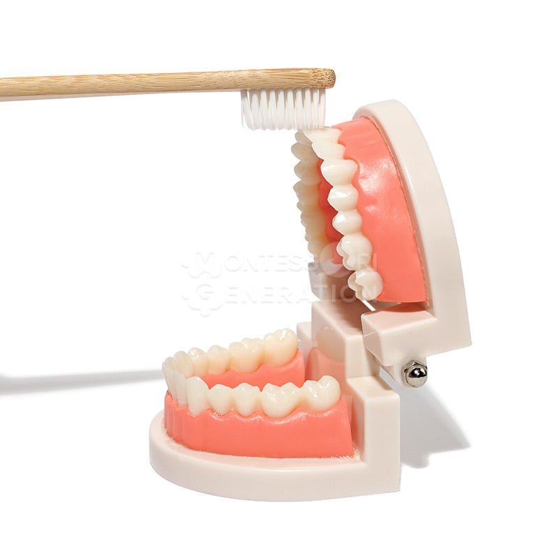 A teeth model with an upper and lower set of teeth is open, exposing the teeth for demonstration. A toothbrush is positioned above the upper teeth, illustrating proper kids brushing techniques. The InvenToy Montessori Brushing Teeth model is mounted on a white base with a hinge mechanism.